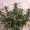 West Coast O.G. Auto (Fast Buds) Cannabis-Samen zu verkaufen