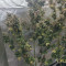 Original Auto Russian Cannabis-Samen Kaufen
