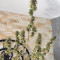 Girl Scout Cookies Autoflower (Seedstockers) Cannabis-Samen zu verkaufen