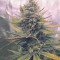 Sugar Black Rose (Delicious Seeds) Cannabis-Samen zu verkaufen