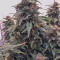West Coast O.G. Auto (Fast Buds) Cannabis-Samen zu verkaufen