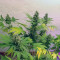 Gelato 33 (Advanced Seeds) Cannabis-Samen zu verkaufen
