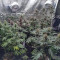 Purple Queen (RQS) Cannabis-Samen zu verkaufen