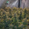 Green Crack (Garden of Green) Cannabis-Samen zu verkaufen