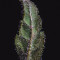 Cream Mandarine XL Auto (Sweet Seeds) Cannabis-Samen