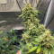 Tangie'matic Auto (Fast Buds) Cannabis-Samen zu verkaufen