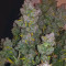 Smoothie Auto Cannabis-Samen Kaufen