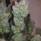 Smoothie Auto Cannabis-Samen Kaufen