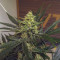 Kaufe Original Afghan Kush Auto Samen feminisiert von Fast Buds