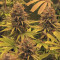 Dr. Bruce Banner CBD (Original Sensible Seeds) Cannabis-Samen zu verkaufen