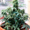 Sweet Pure Auto CBD Cannabis-Samen Kaufen
