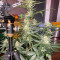 Super Lemon Haze Auto (Green House Seeds)