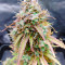 Stress Killer Automatic CBD (RQS) Cannabis-Samen zu verkaufen