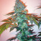 Sensi Star (Paradise Seeds) Cannabis-Samen