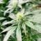 Banana Sherbet feminisiertes Saatgut