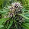 Durban Poison (Barney's Farm)