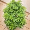 Godzilla Jealousy (Herbies Seeds)