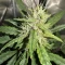 Mango Cherry Runtz Auto (Fast Buds)