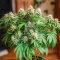 Northern Flame (Secret Valley Seeds) Cannabis-Samen