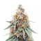 Northern Lights feminisierte Samen (Herbies Seeds)