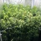 Panama Haze Regular (Ace Seeds)