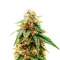 PriZmatic (Humboldt Seeds Organization)