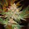Pure Kush (Original Sensible Seeds) Cannabis-Samen