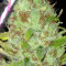 Purple Haze (G13 Labs) Cannabis-Samen