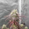 Purple Tropicana Cookies Autoflower feminisierte Samen (Seedkeepers)