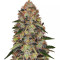 Shiskaberry feminisierte Samen (Barney's Farm)