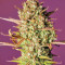 Strawberry Pie Auto Samen feminisiert (Fast Buds)