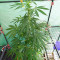 Tropicanna Poison F1 Fast Version feminisiertes Saatgut (Sweet Seeds)