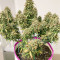 Original Trainwreck Auto Samen feminisiert (Fast Buds)