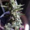 Amphetamine Auto (Cream of the Crop Seeds) Cannabis-Samen