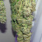 Ayahuasca Purple (Barney's Farm) Cannabis-Samen