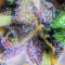 Auto Purple (Original Sensible Seeds) Cannabis-Samen