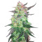 BCN Critical XXL