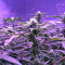 Chem Berry D regular (Dark Horse Genetics) Cannabis-Samen