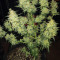 Cherry Bomb Auto (Bomb Seeds) Cannabis-Samen