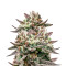 Deadhead OG (Cali Connection Seeds) Cannabis-Samen