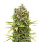 Dinamed CBD Plus (Dinafem Seeds) Cannabis-Samen