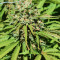 Early Bubba Hash (Ace Seeds) Cannabis-Samen