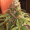 Ese T. Bilbo Auto (Genehtik Seeds) Cannabis-Samen
