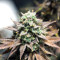 Gelato (Original Sensible Seeds) Cannabis-Samen