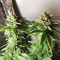 Kritikal Bilbo CBD (Genehtik Seeds) Cannabis-Samen
