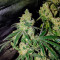 Laughing Buddha feminisierte Samen (Barney’s Farm)