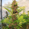Malawi x PCK (Ace Seeds) Cannabis-Samen
