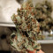 Mandarin Haze Auto (Ministry Of Cannabis) Cannabis-Samen