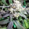 Sherbet (Seedstockers) Cannabis-Samen