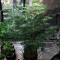 JillyBean regular (TGA Subcool Seeds / SubCool’s The Dank) Cannabis-Samen